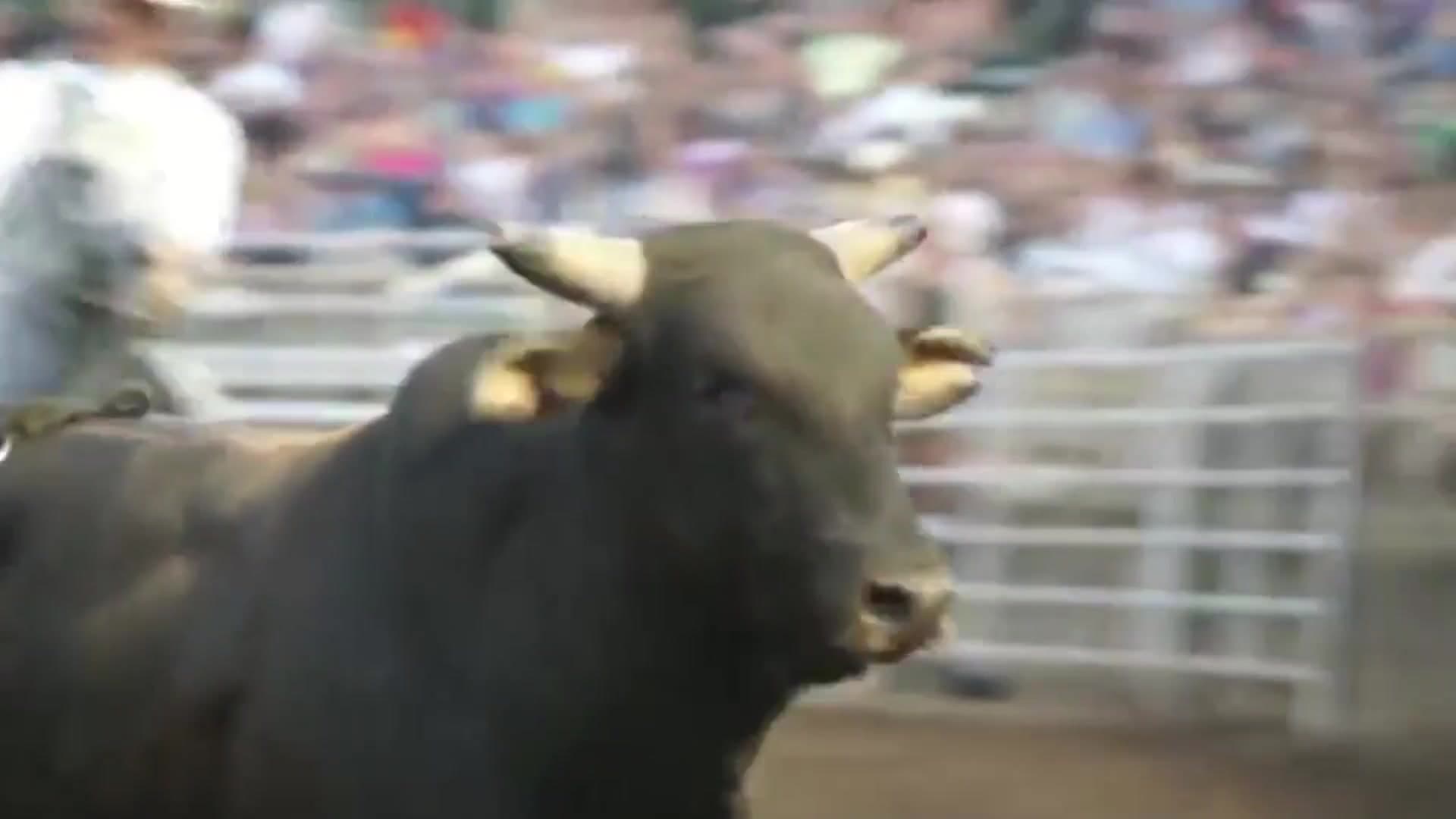 Close-up of a black bucking bull with wide horns in the arena