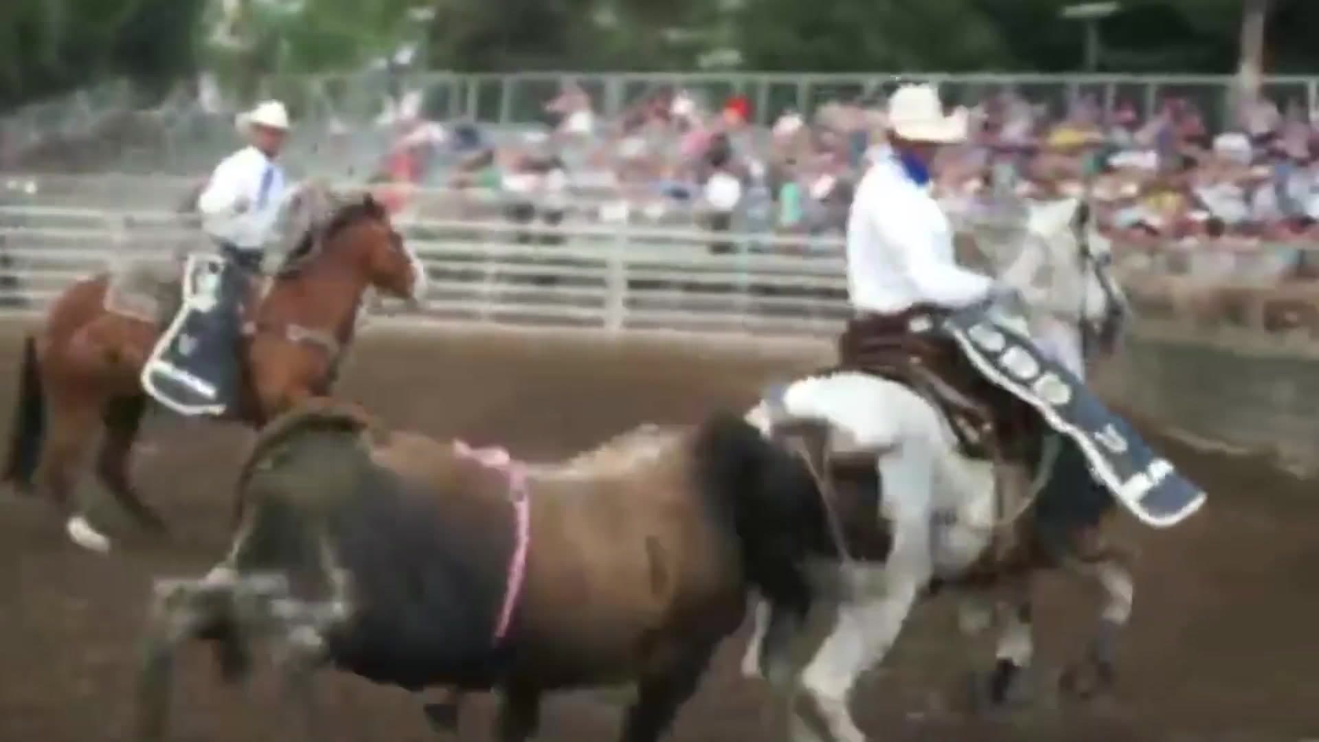 Pickup men on horseback riding alongside a bucking horse in front of the crowd