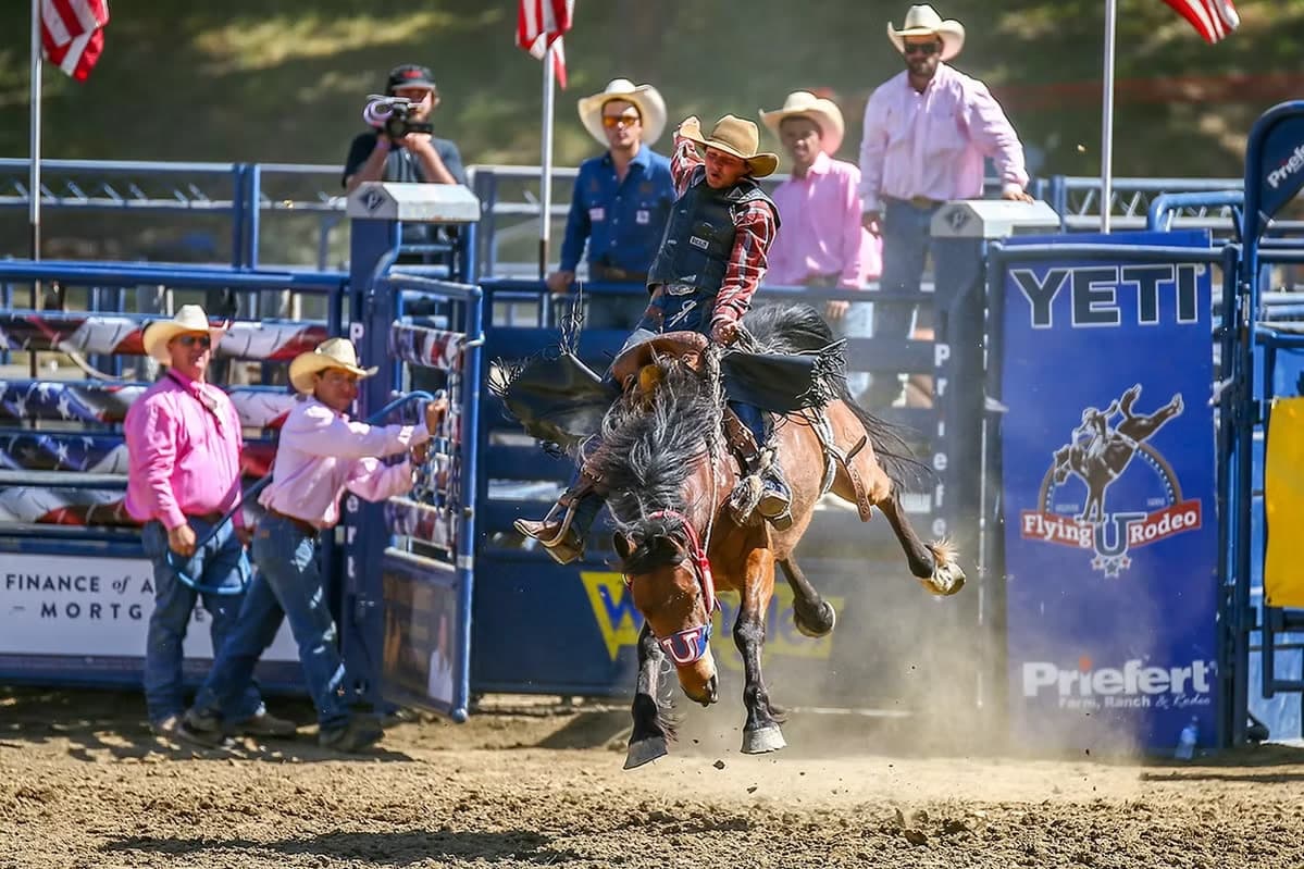 Saddle bronc rider bursting out of the chute at the Gold Country Pro Rodeo in Auburn, California