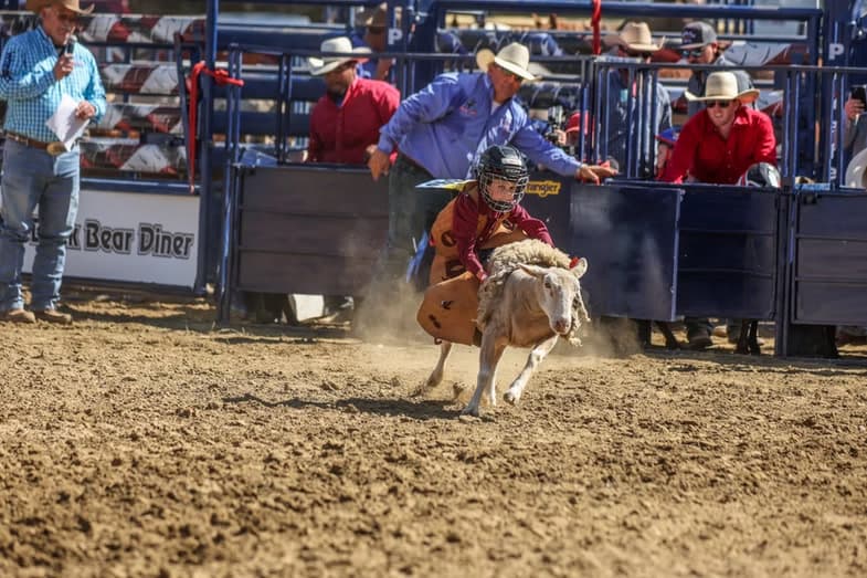 Young mutton buster in a helmet hugging a running sheep in the arena