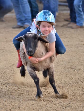 Smiling girl in a blue helmet riding a sheep during mutton bustin' at the Gold Country Pro Rodeo